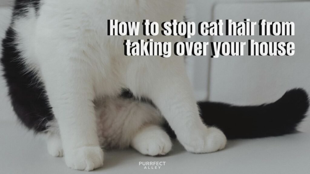 How to Stop Cat Hair From Taking Over Your House