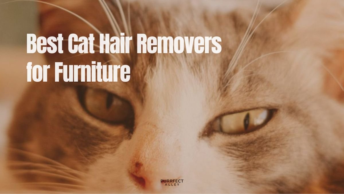 Best Cat Hair Removers for Furniture (Top Tools Cat Moms Love)