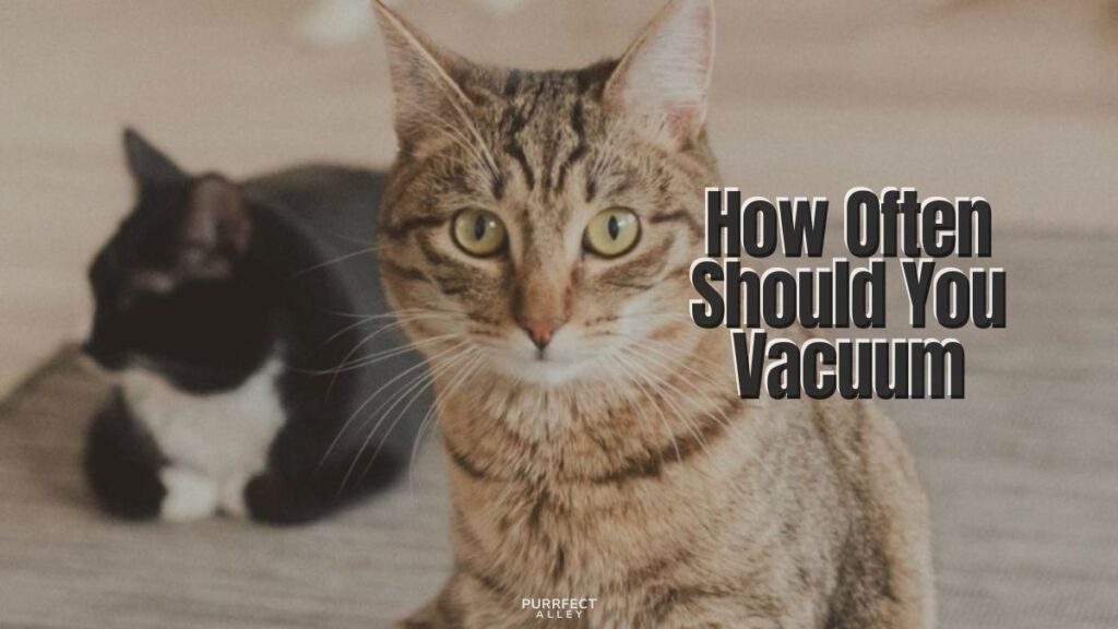 How Often Should You Vacuum If You Have Cats?
