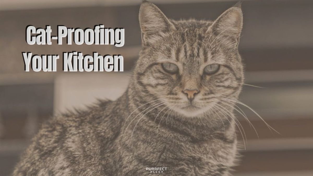 Cat-Proofing Your Kitchen