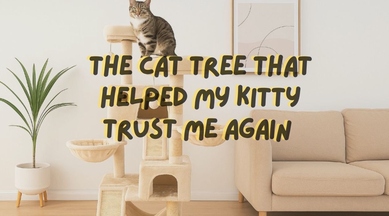 The Cat Tree That Helped My Kitty Trust Me Again