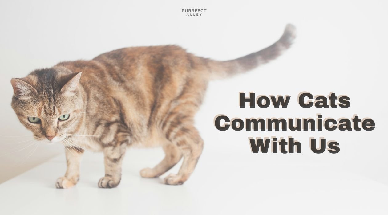 How Cats Communicate With Us