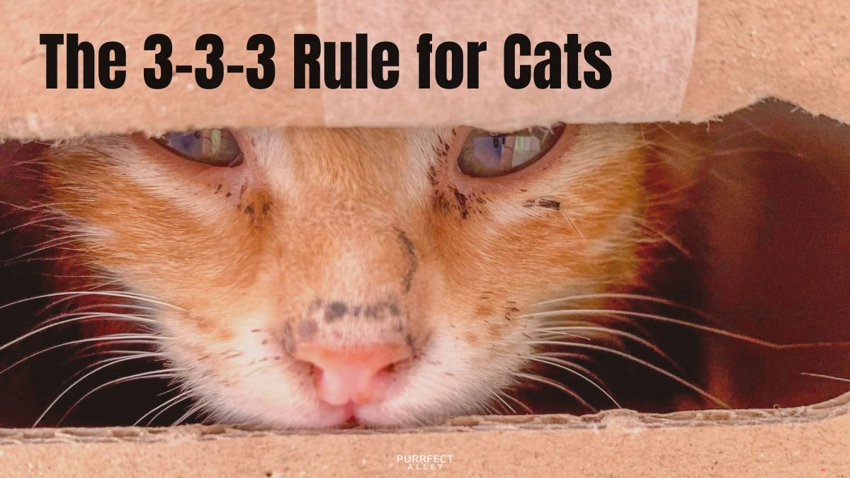 The 3-3-3 Rule for Cats: A First-Time Cat Mom’s Guide to Patience