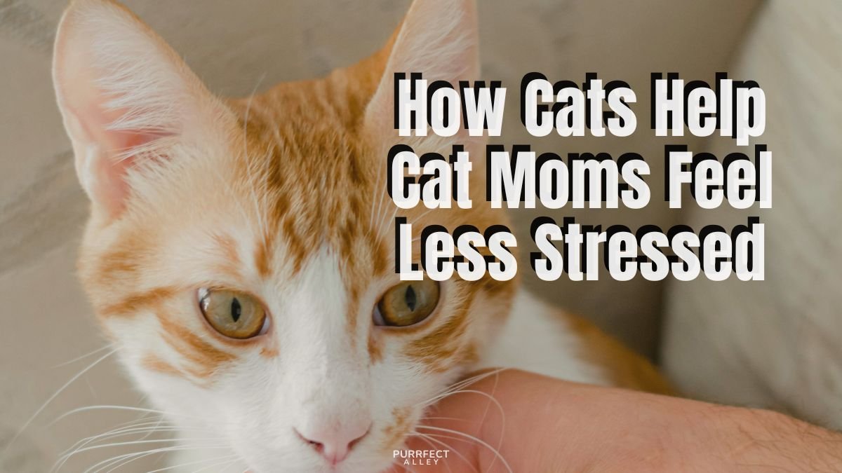 How Cats Help Relieve Stress and Support Emotional Wellness for Cat Moms