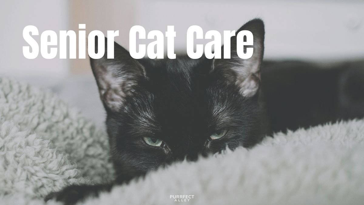 Senior Cat Care: 12 Ways to Help Your Older Cat Stay Healthy