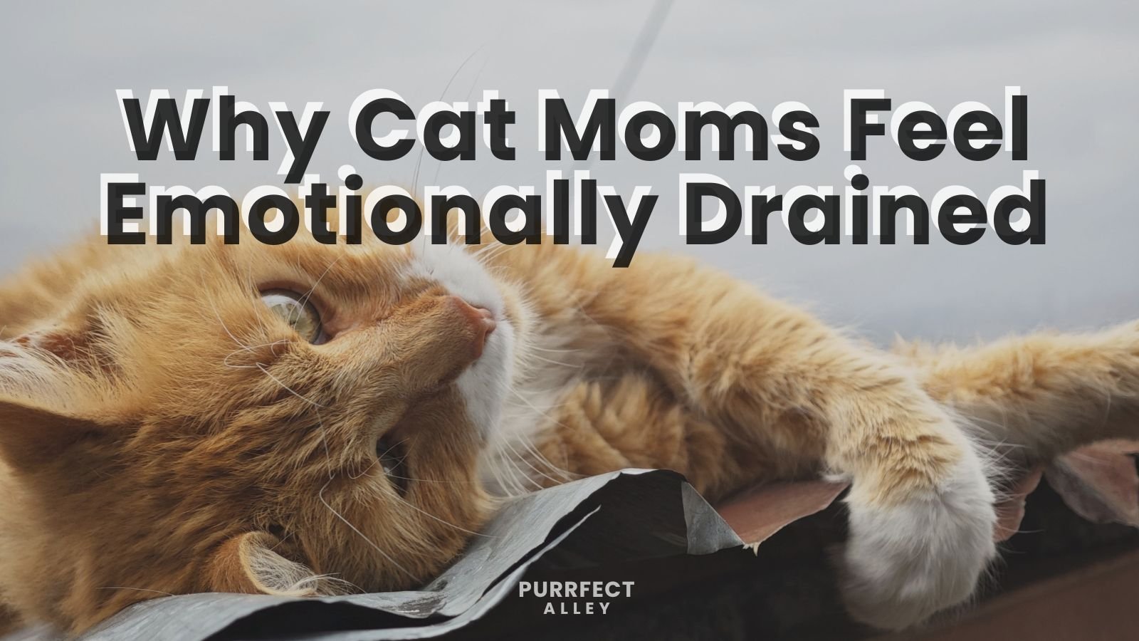 Why So Many Cat Moms Feel Emotionally Drained — and What Actually Helps