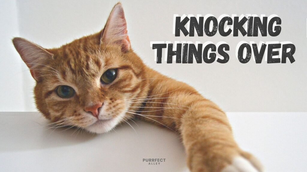 The Cat Mom’s Guide to Why Your Cat Knocks Things Off Tables