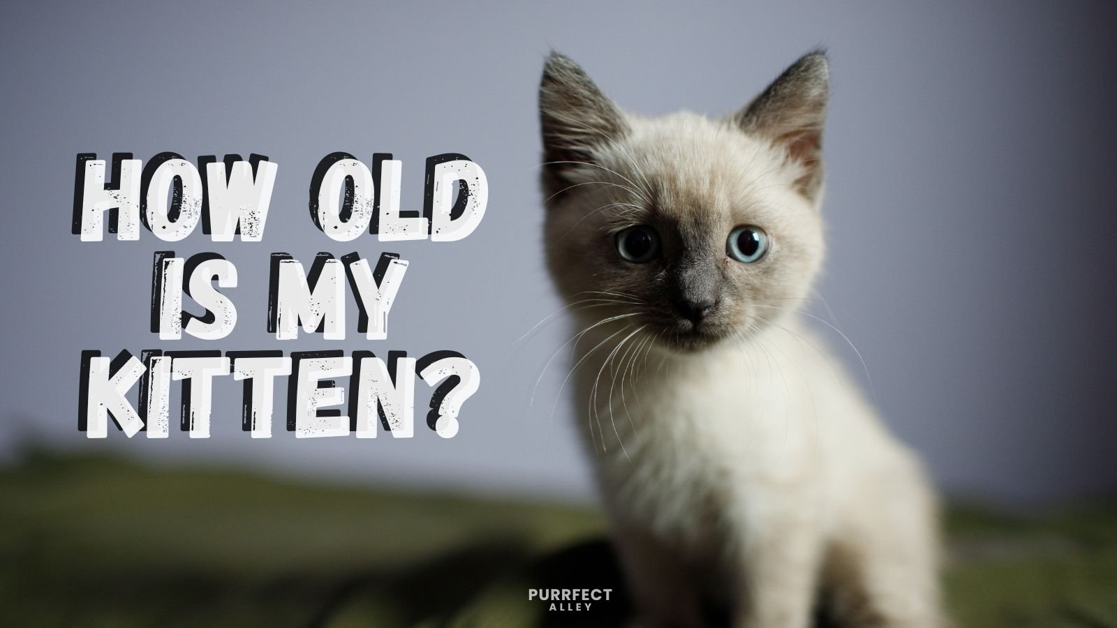 How Old Is My Kitten? Key Milestones, Growth Chart & Gentle Care Tips
